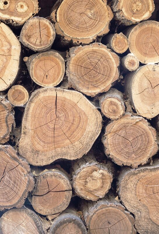 Holzstapel Blick auf Schnittflächen