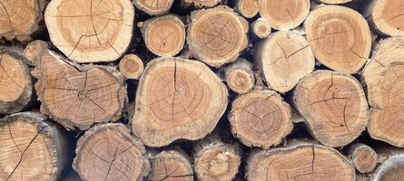 Holzstapel Blick auf Schnittflächen