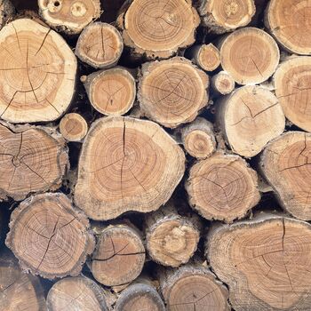 Holzstapel Blick auf Schnittflächen